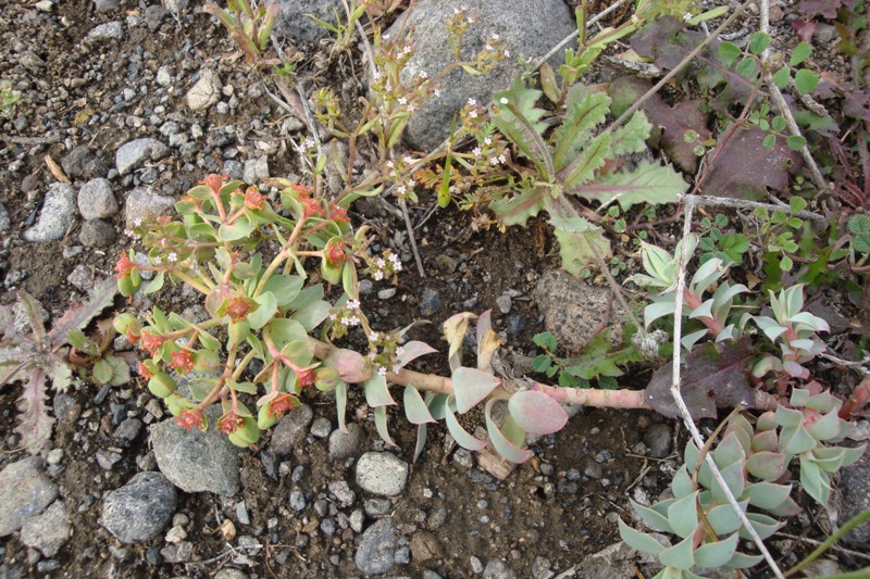 Image of Euphorbia marschalliana specimen.