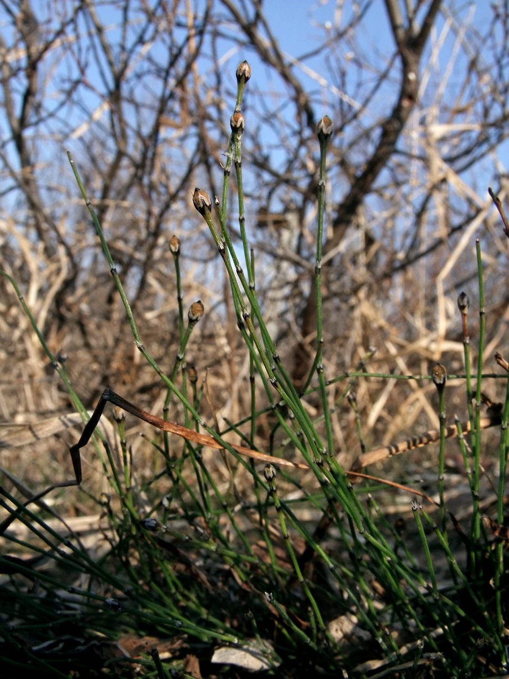 Изображение особи Equisetum variegatum.