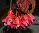 genus Begonia