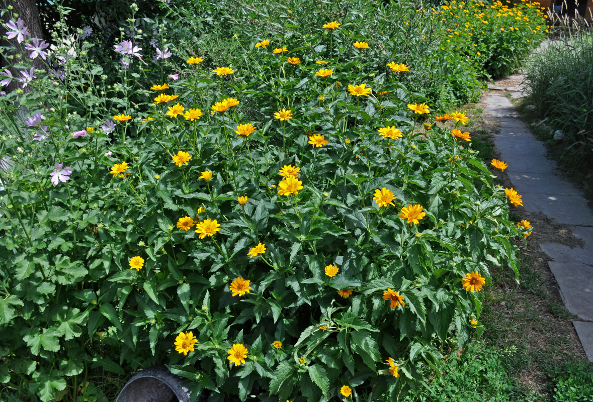 Image of Heliopsis helianthoides ssp. scabra specimen.