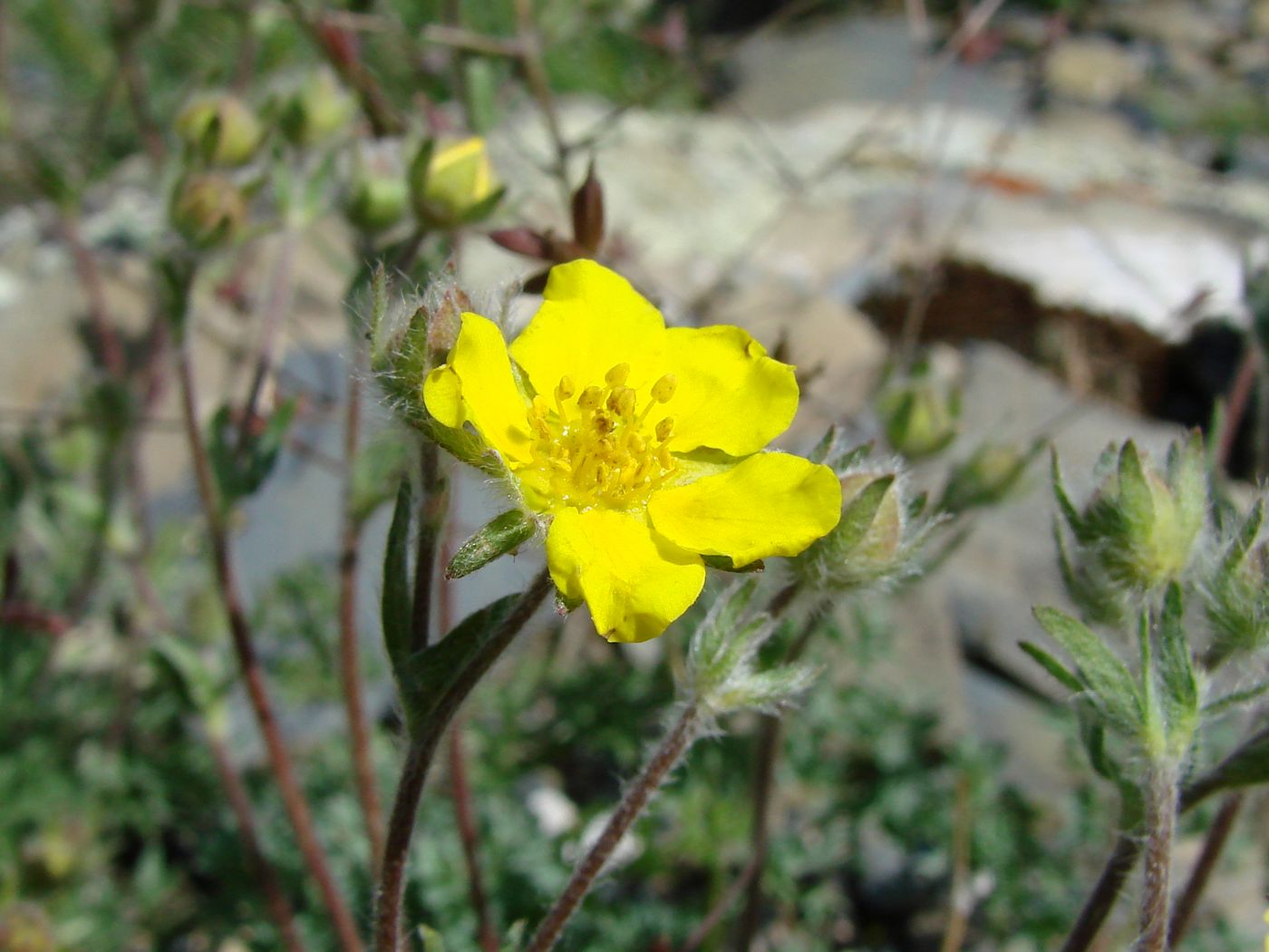 Image of Potentilla soongorica specimen.