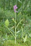 Dactylorhiza traunsteineri. Цветущее растение (высота — 32 см, длина соцветия — 6,5 см). Ивановская обл., Фурмановский р-н, Хромцовское сельское поселение, окр. дер. Каликино, Уткинское болото, ключевое зеленомошное болото. 03 июля 2021 г.