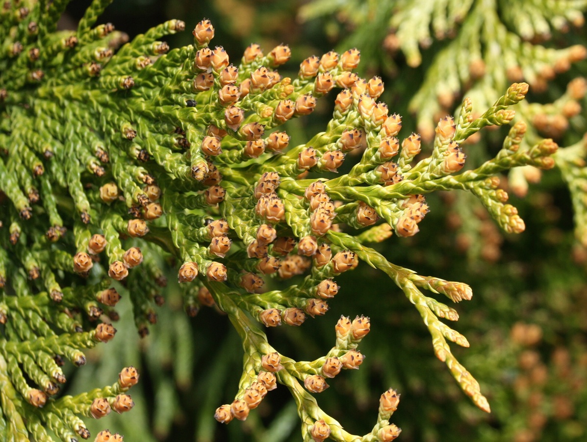 Image of Thuja occidentalis specimen.