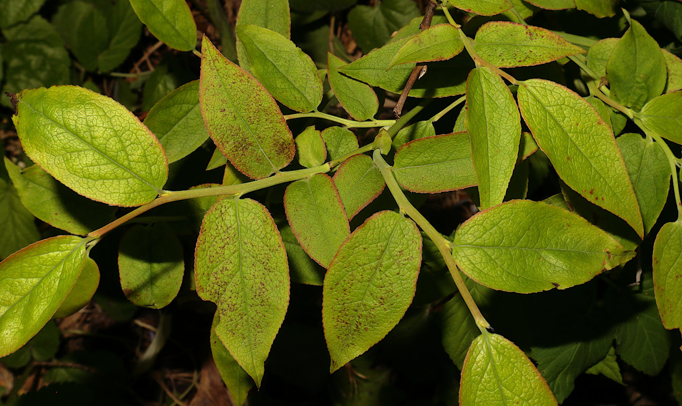 Изображение особи Vaccinium japonicum.