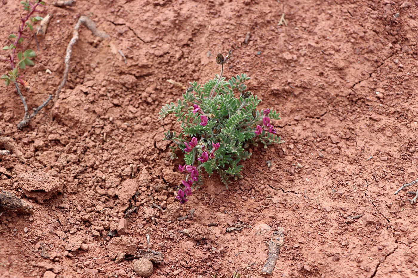 Изображение особи Oxytropis vvedenskyi.