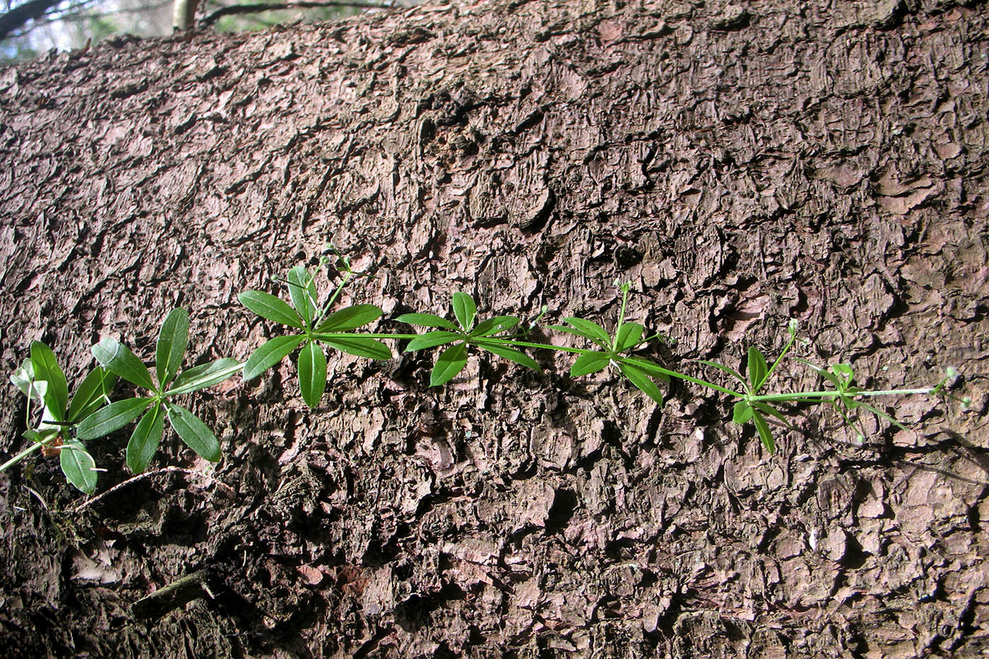 Image of Galium triflorum specimen.