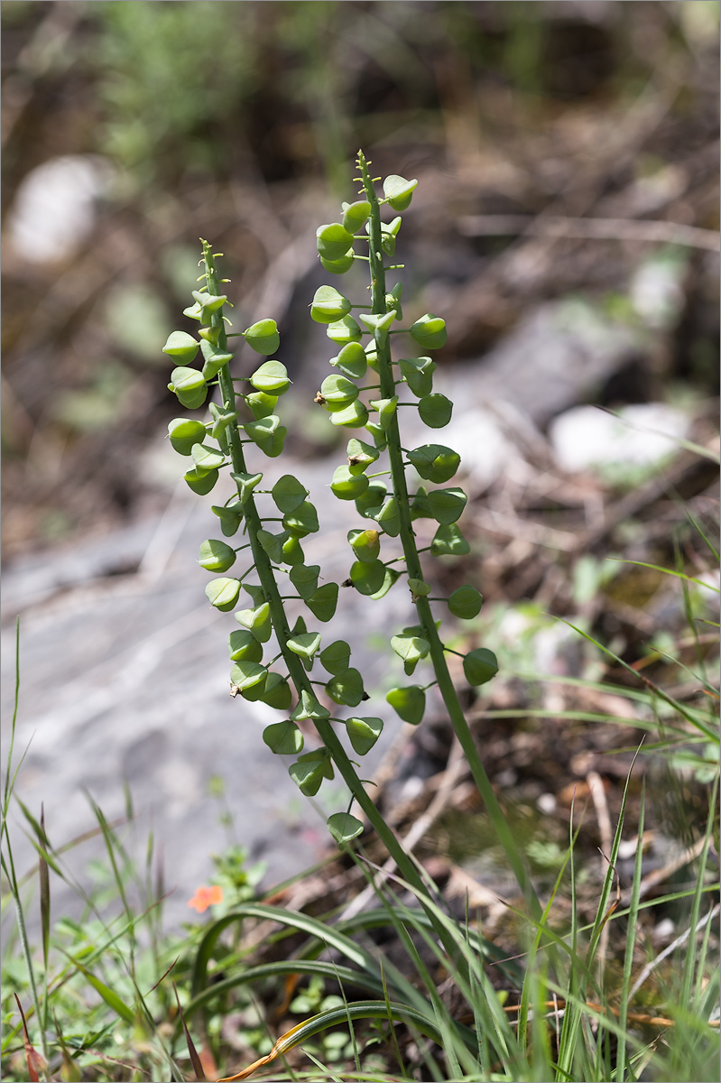 Изображение особи Muscari neglectum.