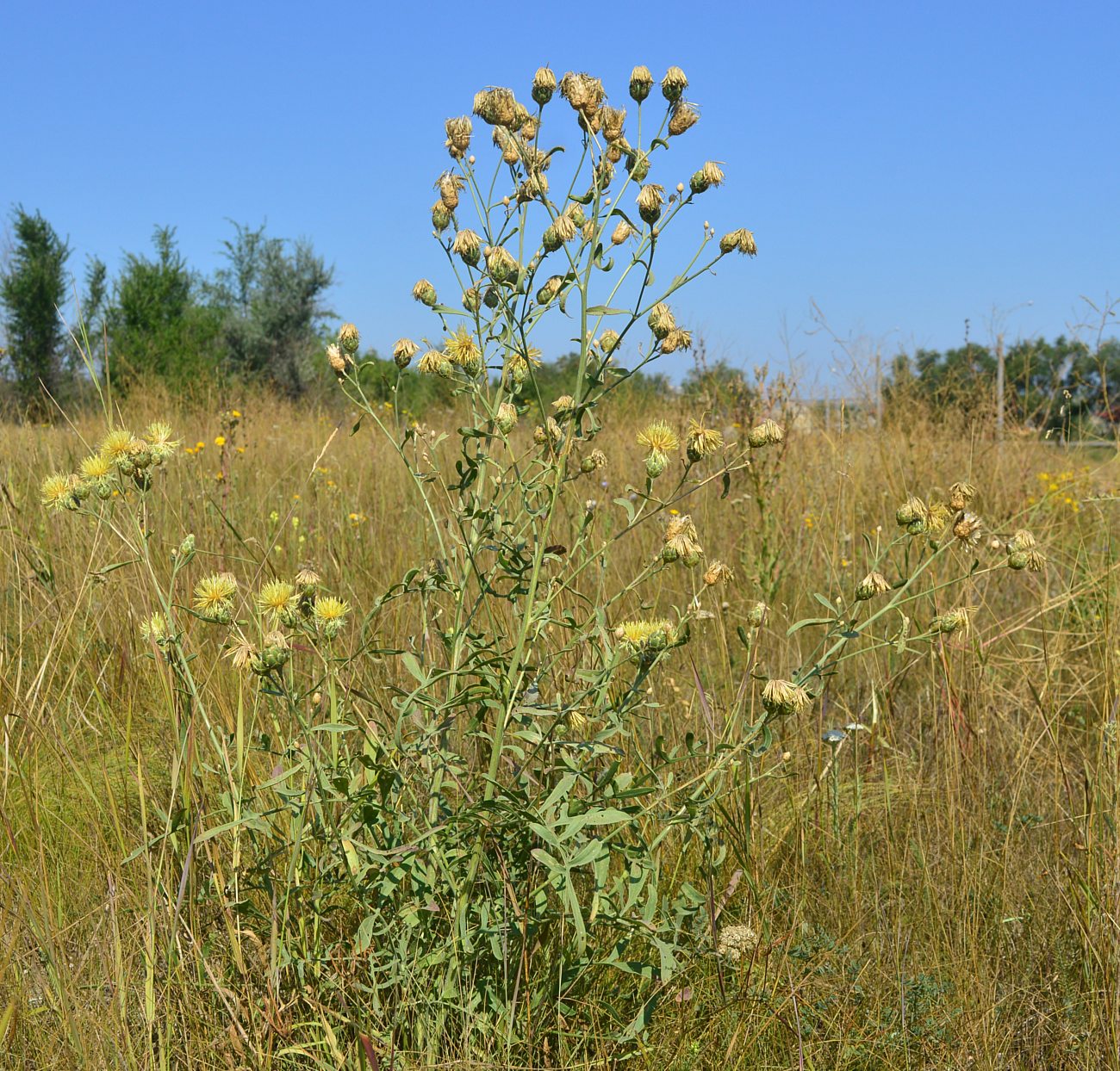 Изображение особи Centaurea salonitana.