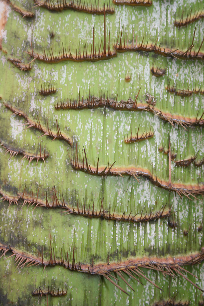 Image of familia Arecaceae specimen.