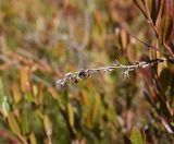 Chamaedaphne calyculata. Сухое соплодие. Калужская обл., Спас-Деменский р-н, Большое Игнатовское болото, северо-западный сектор, возвышенная часть, кустарничково-сфагновый сосняк. 09.09.2022.