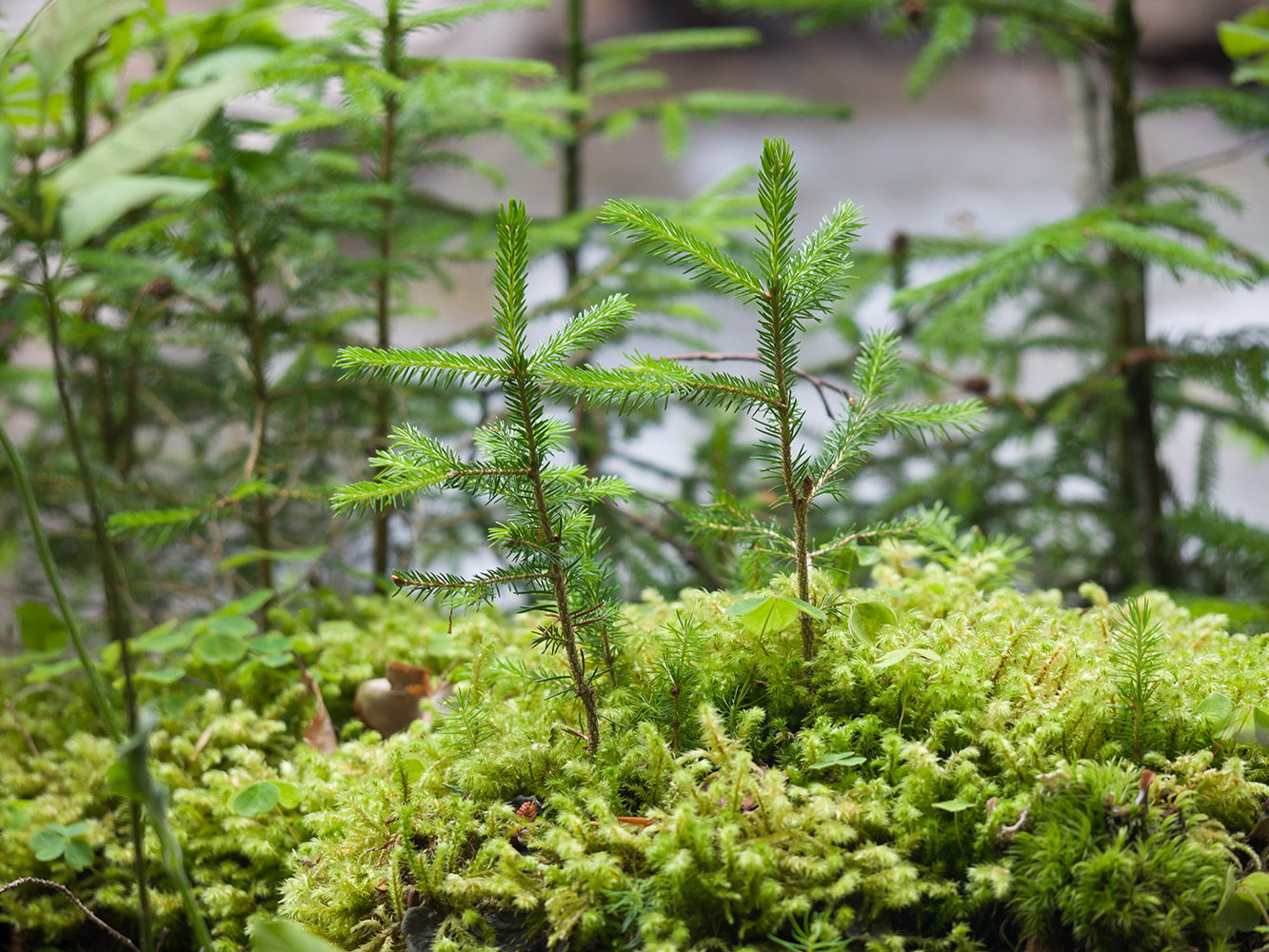 Image of Picea orientalis specimen.