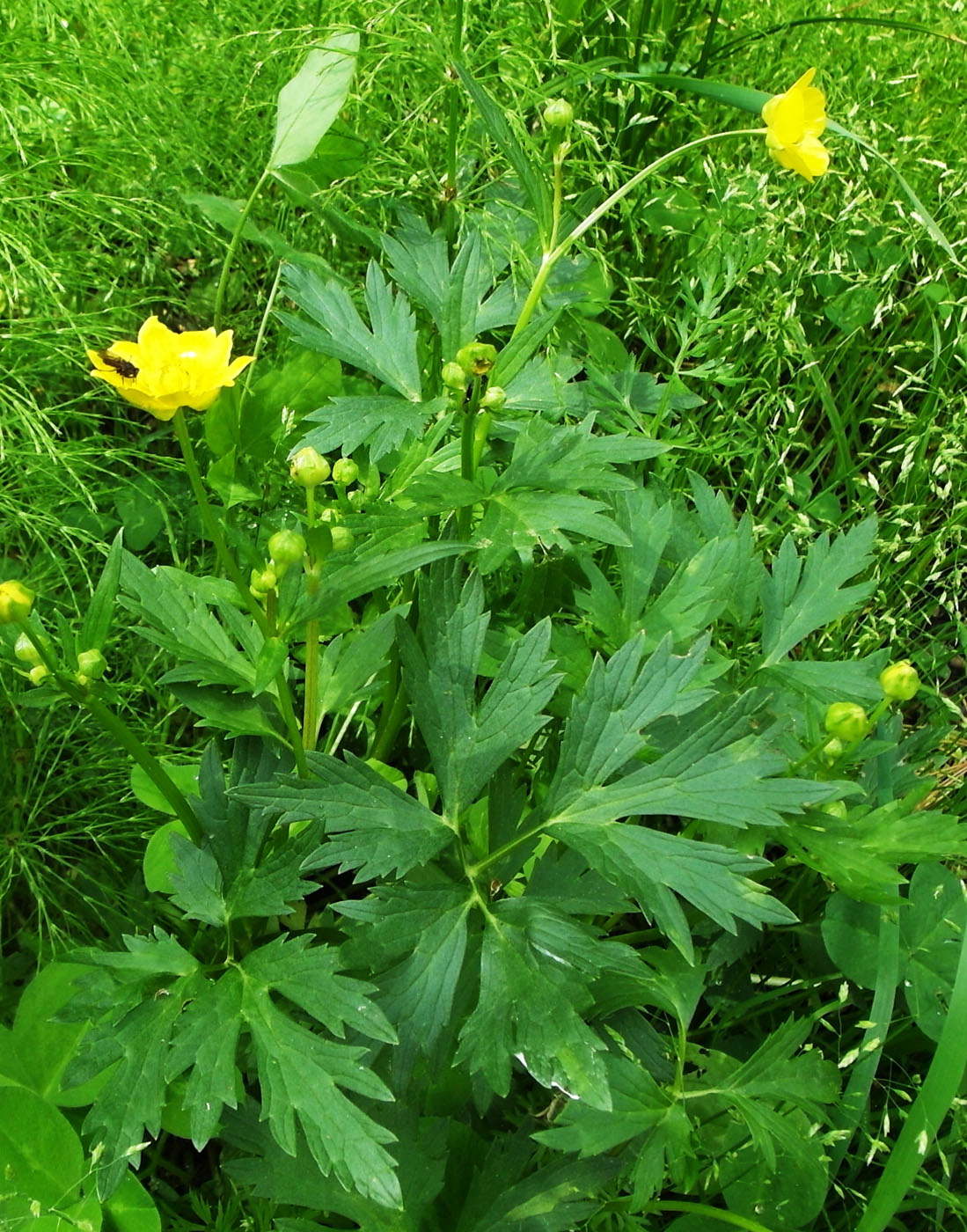 Image of Ranunculus repens specimen.