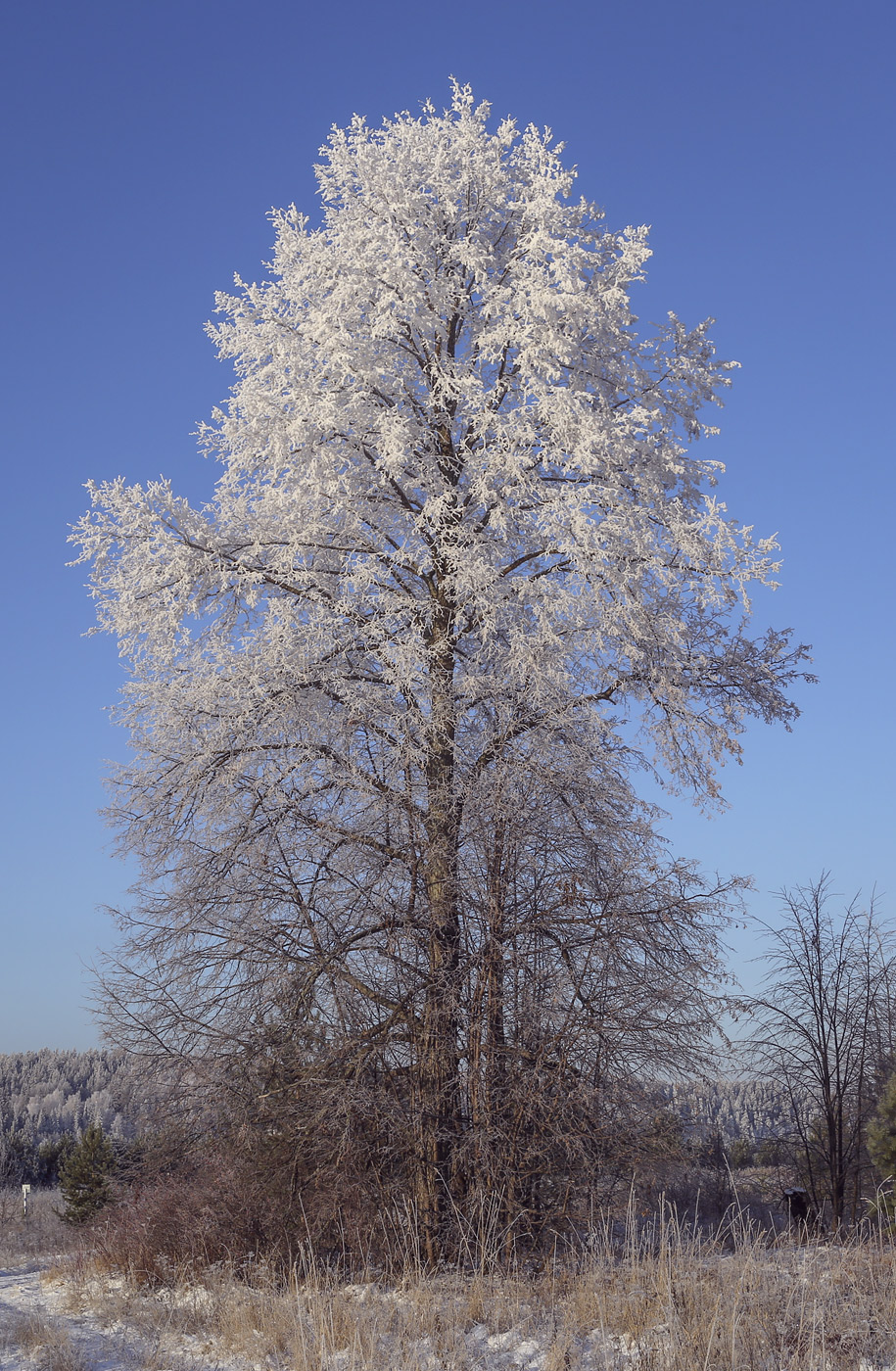 Image of Tilia cordata specimen.