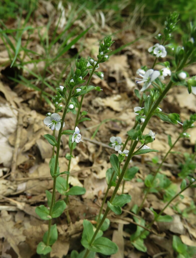 Изображение особи Veronica serpyllifolia.