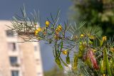 Senna artemisioides. Верхушка ветви с соцветиями и плодами. Израиль, г. Иерусалим, ботанический сад университета. 30.11.2022.