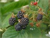 Rubus allegheniensis