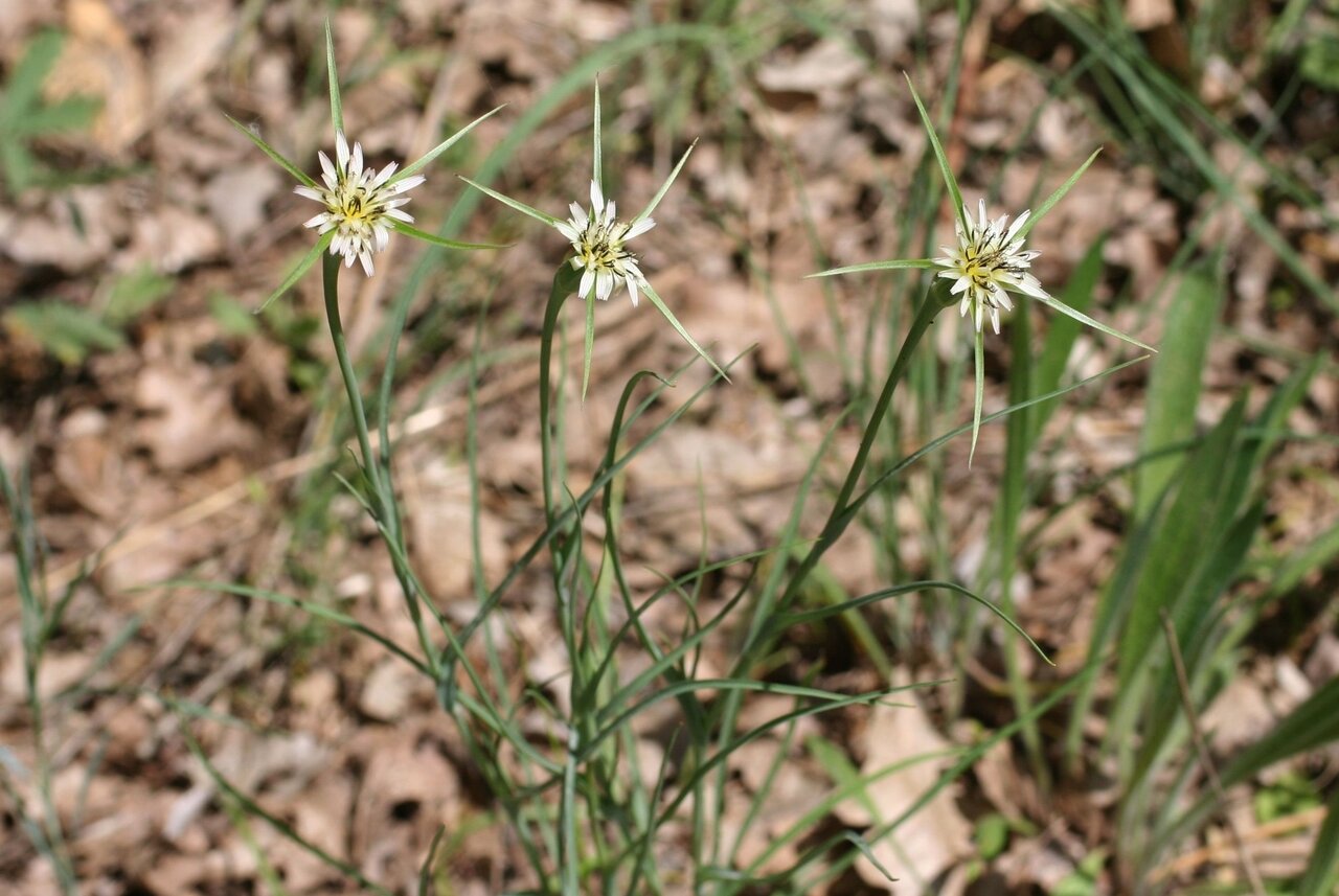 Изображение особи Tragopogon porrifolius ssp. longirostris.