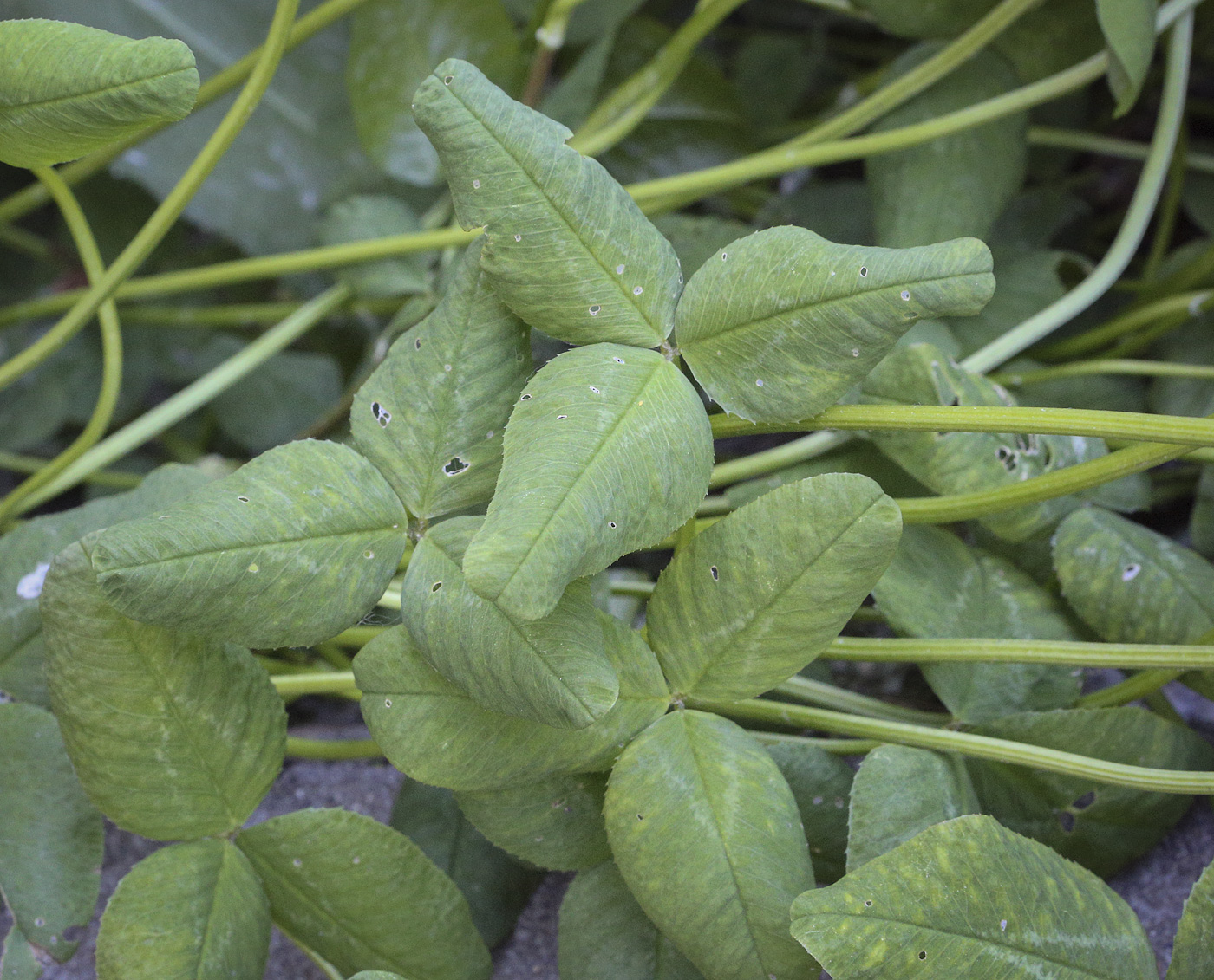 Image of genus Trifolium specimen.