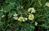 Medicago glutinosa. Верхушка побега с соцветиями. Ингушетия, Джейрахский р-н, перевал Цей-Лоам, ≈ 2200 м н.у.м., луговой склон. 24.07.2022.