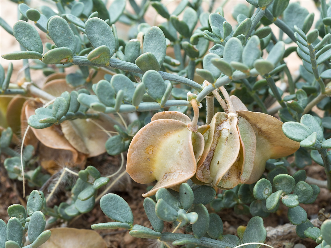 Image of Zygophyllum pinnatum specimen.