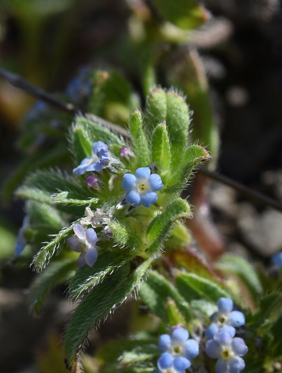 Изображение особи Trigonocaryum involucratum.