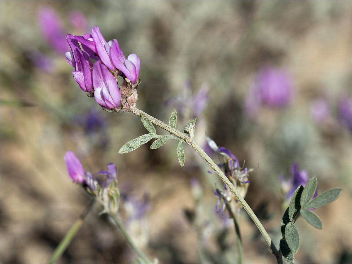 Изображение особи род Astragalus.