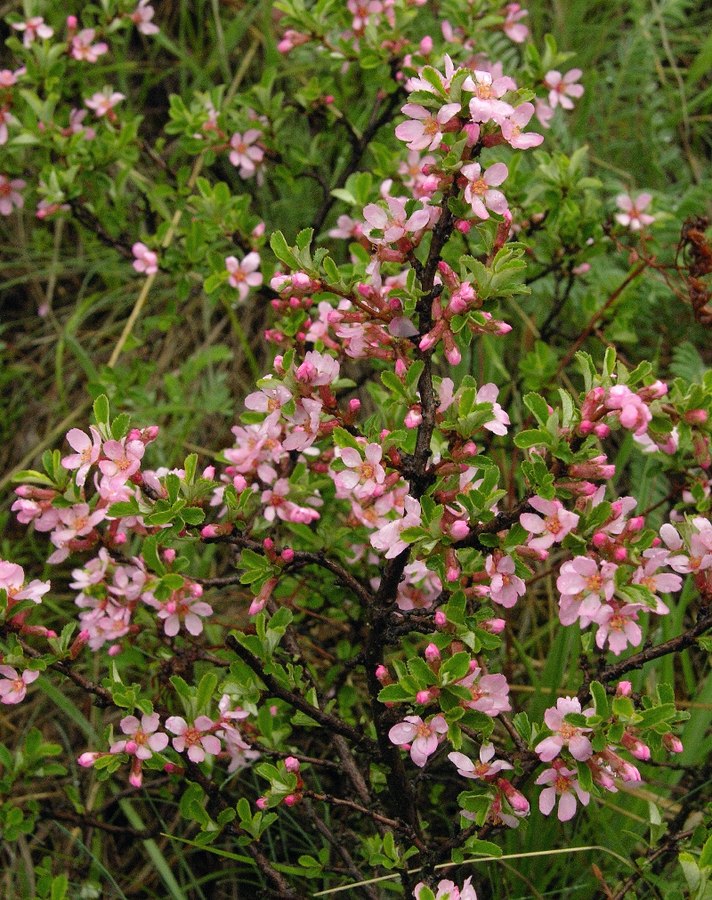 Image of Cerasus erythrocarpa specimen.