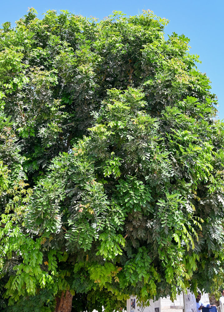 Изображение особи Khaya senegalensis.