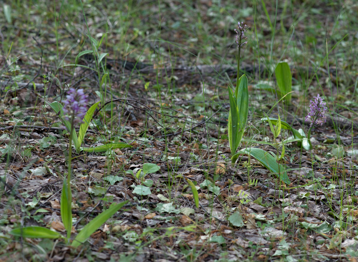 Image of Orchis militaris specimen.