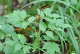 Lathyrus vernus