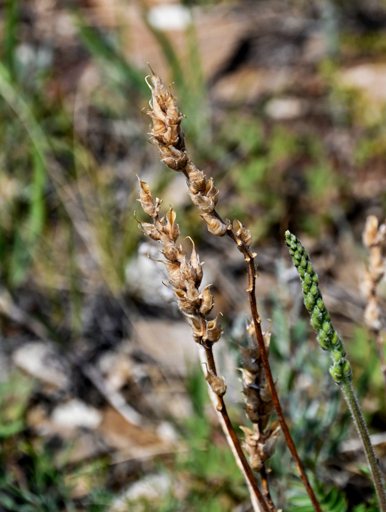 Image of Oxytropis kasakorum specimen.