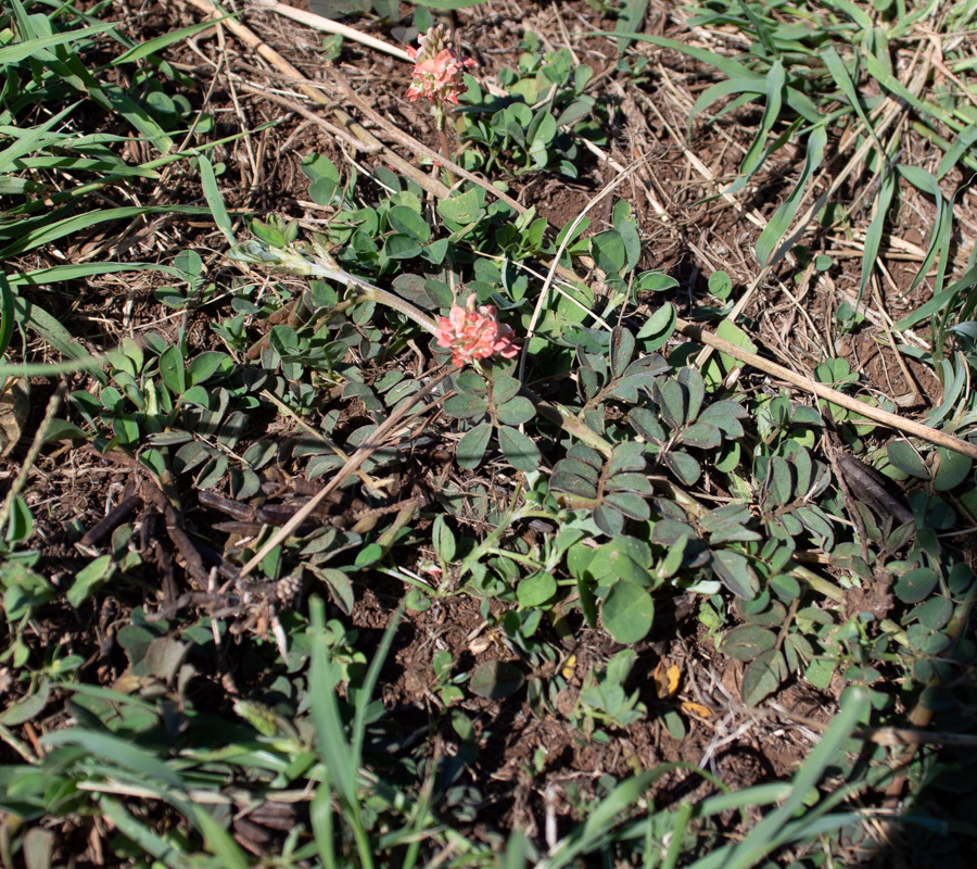 Image of familia Fabaceae specimen.