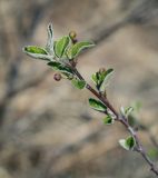 Cotoneaster melanocarpus. Верхушка веточки с бутонами. Пермский край, Кунгурский р-н, окр. дер. Дейково, окр. ур. Греховская гора, крутой склон. 29.04.2023.