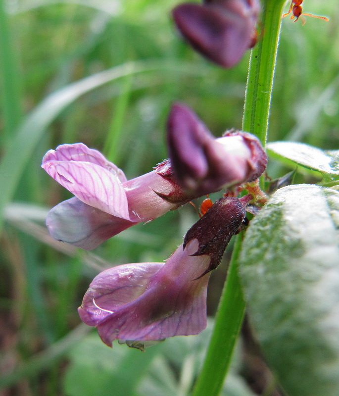 Image of Vicia sepium specimen.