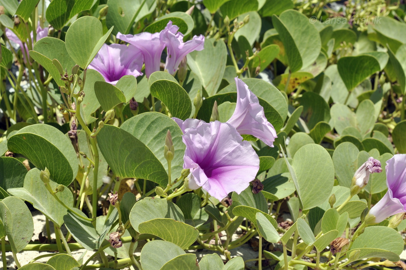 Image of Ipomoea pes-caprae specimen.