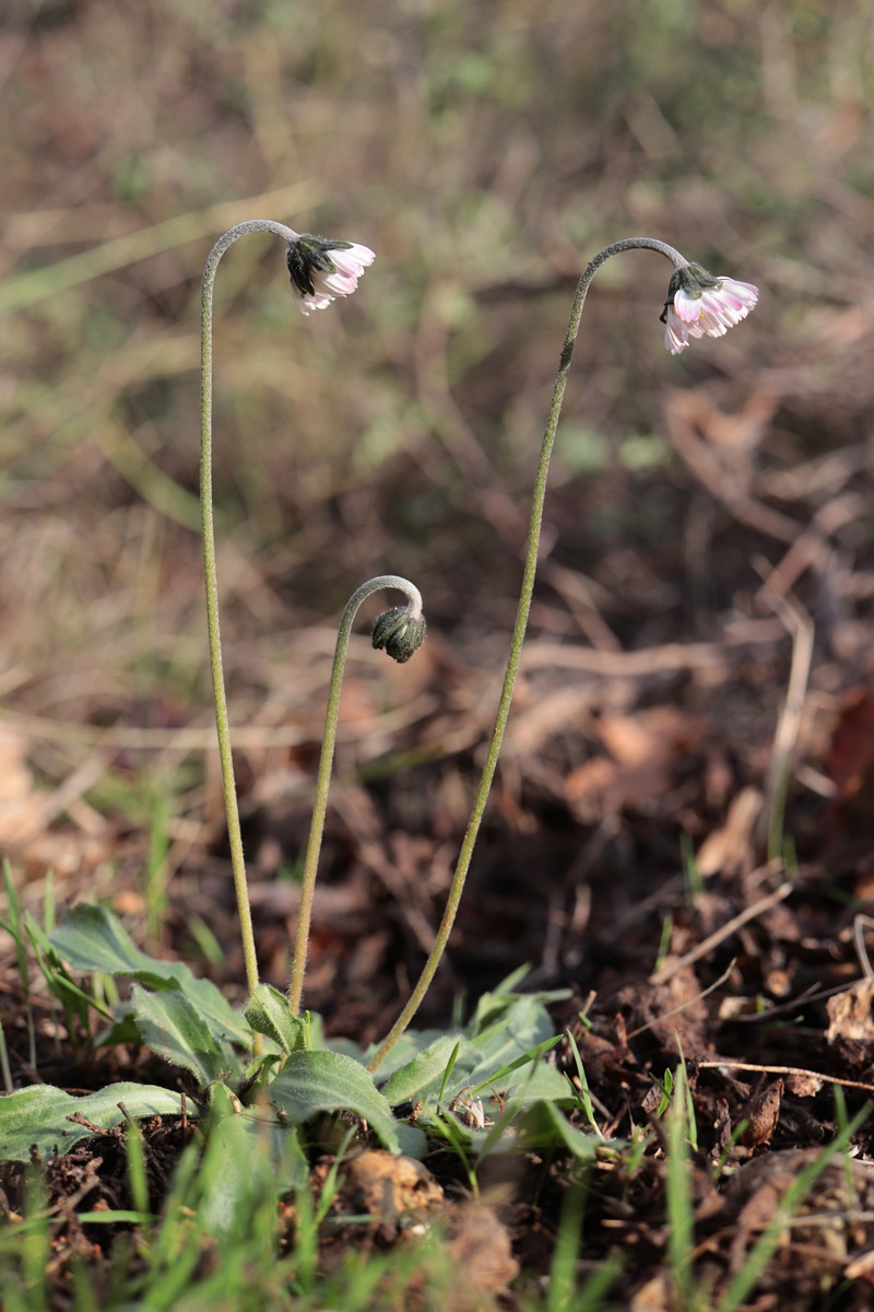 Image of Bellis sylvestris specimen.