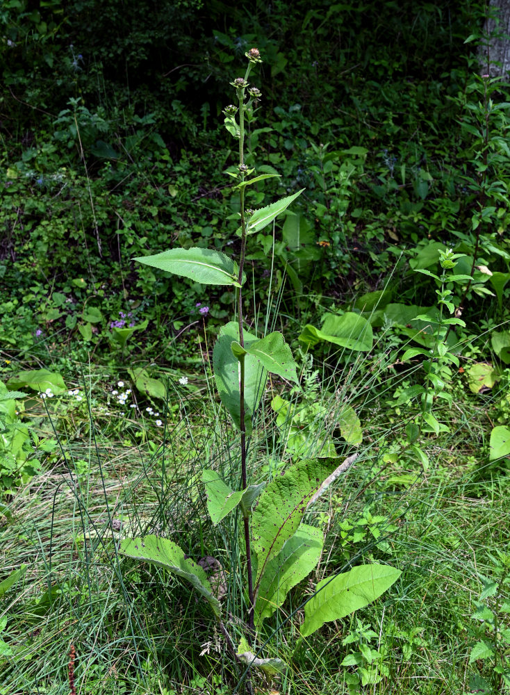 Image of Inula helenium specimen.