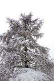 View full-size image Larix sibirica