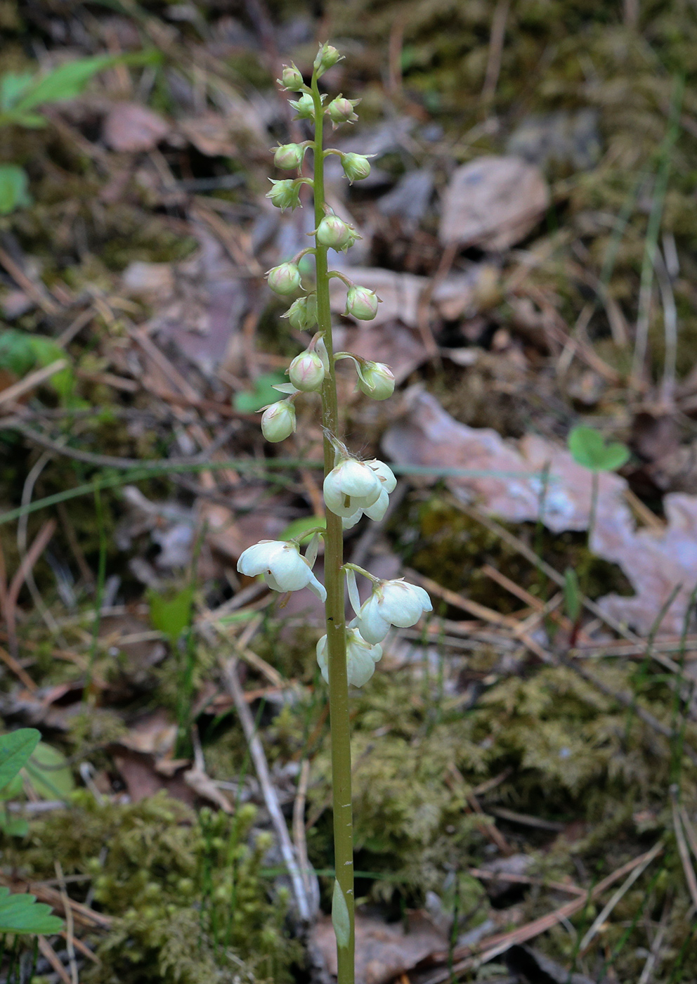 Изображение особи Pyrola minor.