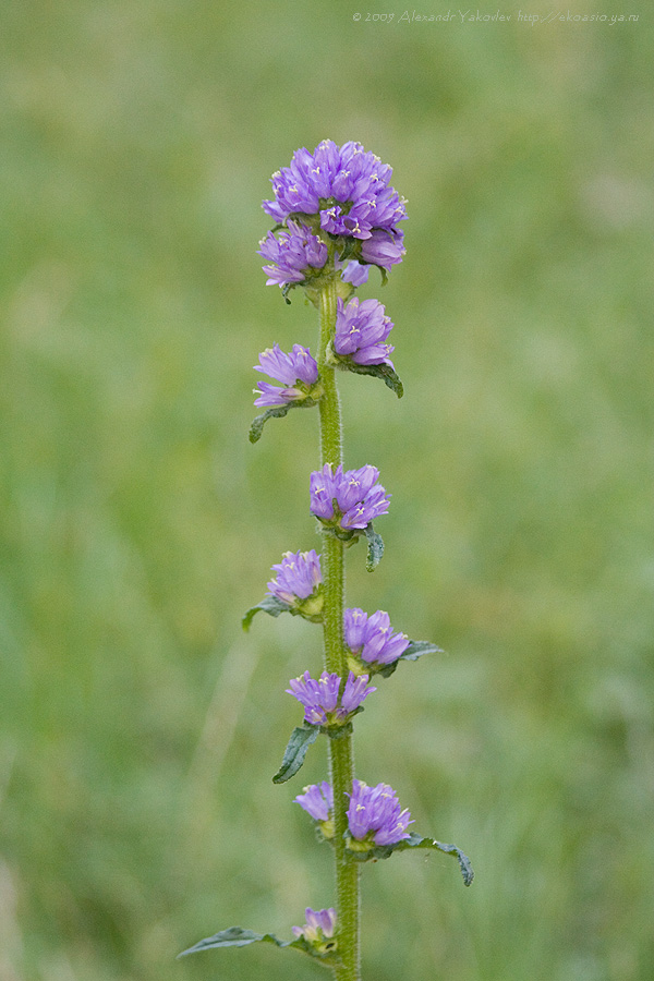 Image of Campanula cervicaria specimen.