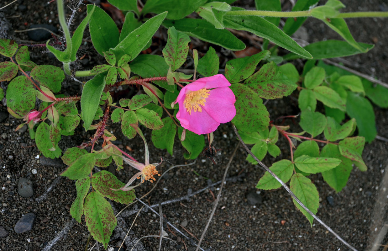 Image of Rosa acicularis specimen.