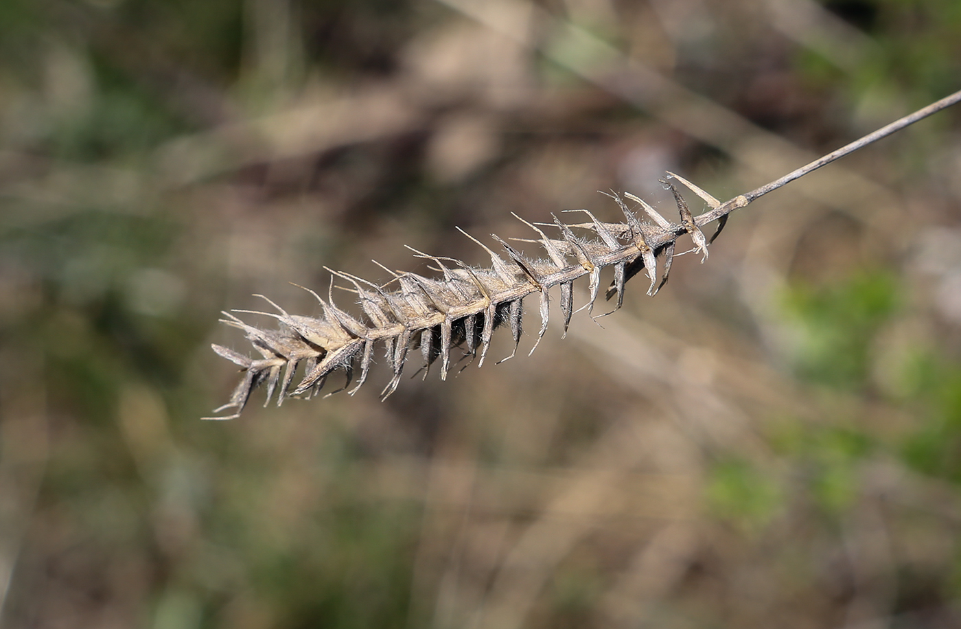 Image of genus Agropyron specimen.