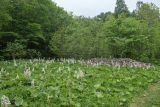 Petasites albus. Аспект плодоносящих растений. Краснодарский край, Апшеронский р-н, окр. хут. Гуамка, вост. склон горы Матазык, ≈ 1100 м н.у.м., лесная поляна. 29.04.2024.