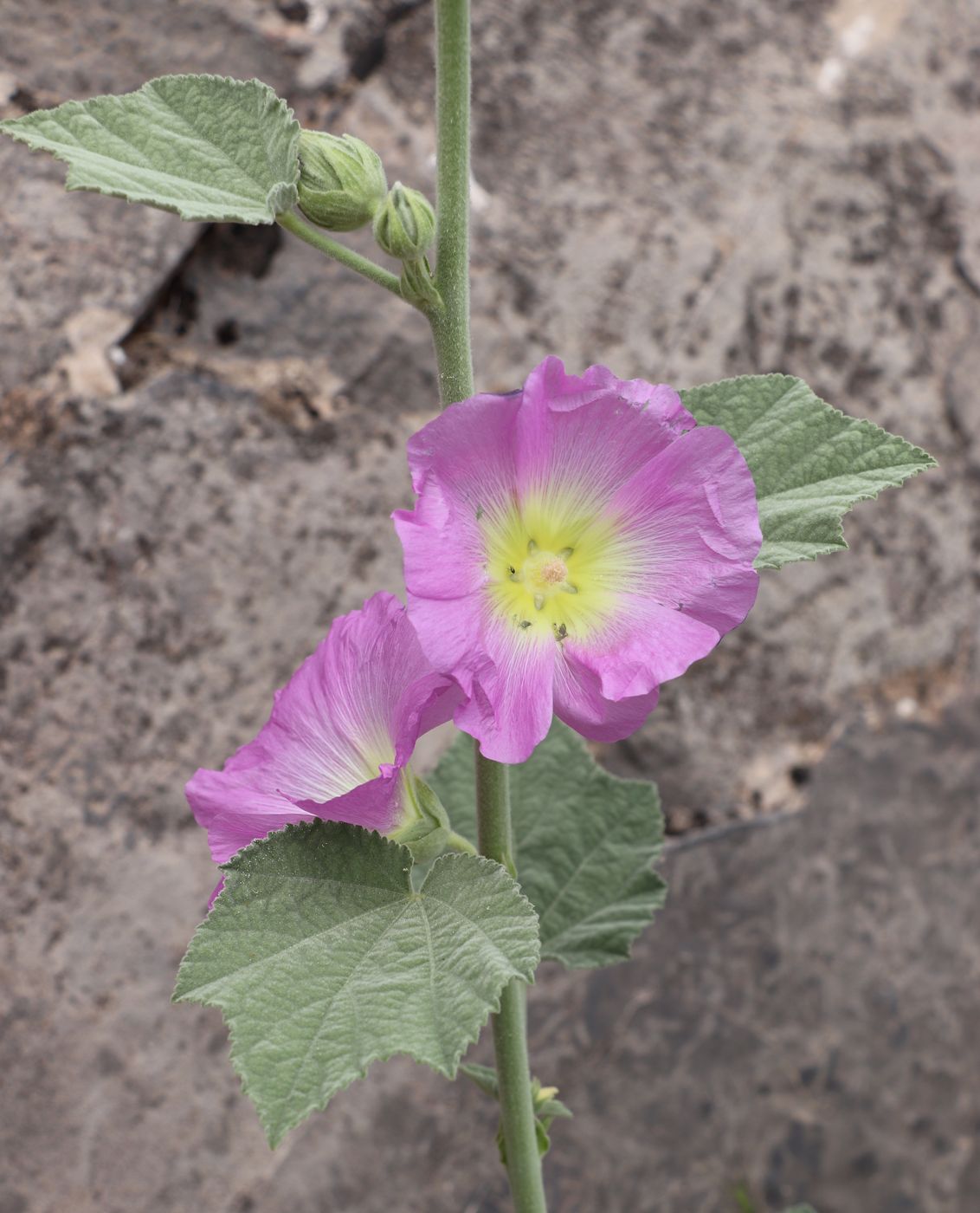 Изображение особи Alcea rhyticarpa.