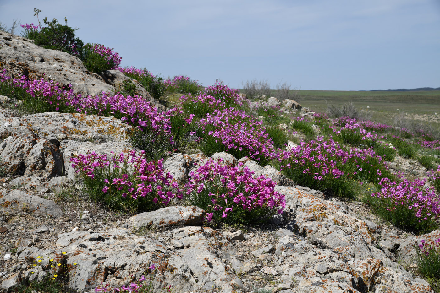 Image of Niedzwedzkia semiretschenskia specimen.