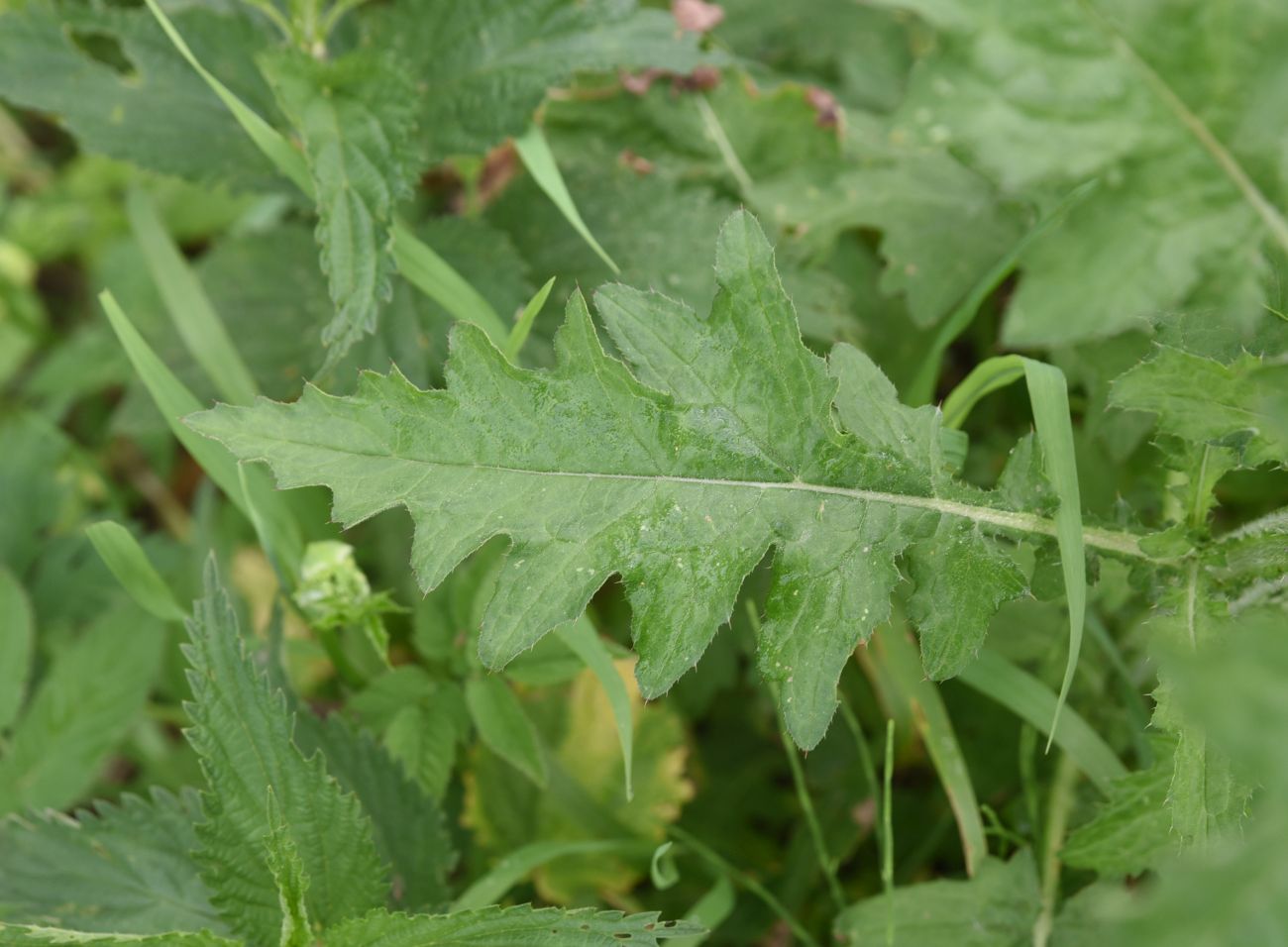 Изображение особи Carduus crispus.