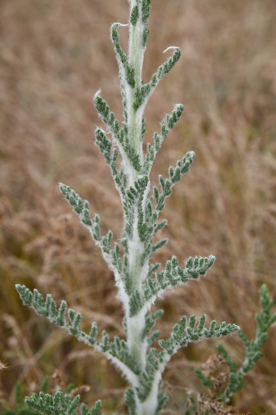 Image of Pseudohandelia umbellifera specimen.