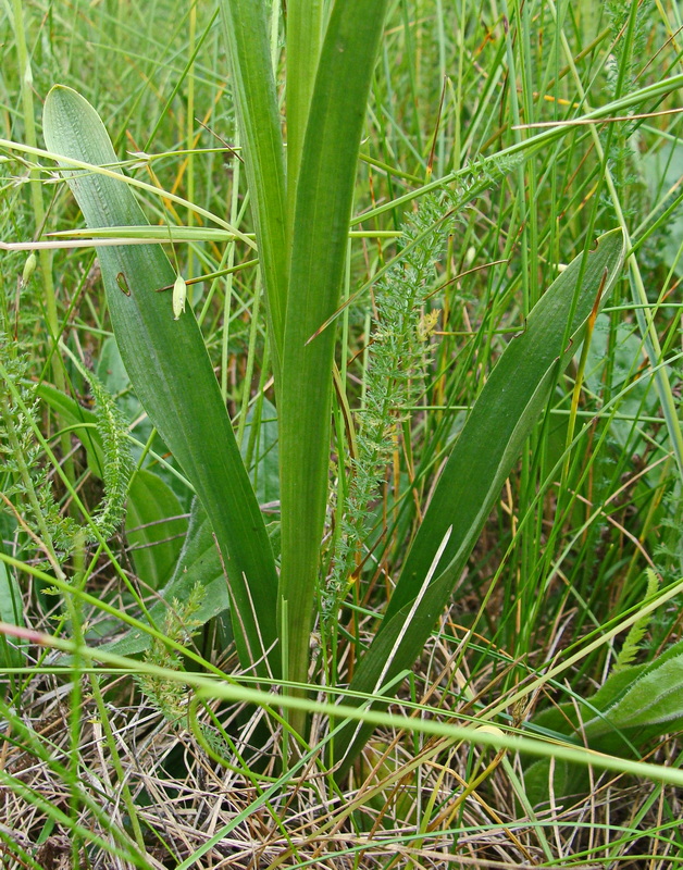 Image of Gymnadenia conopsea specimen.