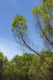 Смотреть изображение Pinus pinea