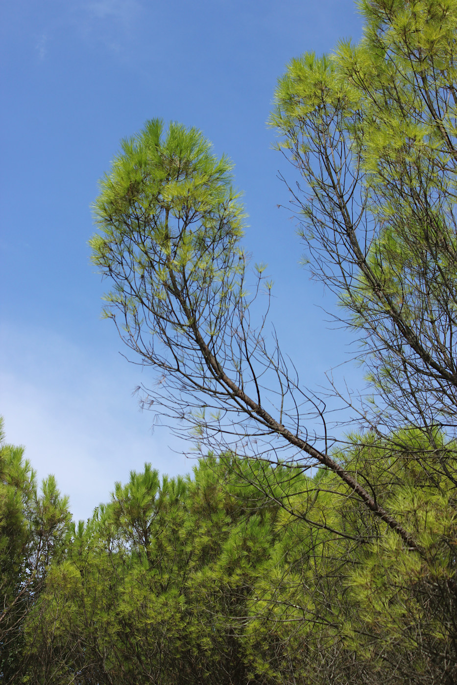 Изображение особи Pinus pinea.